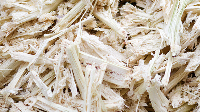 sugarcane bagasse plant texture