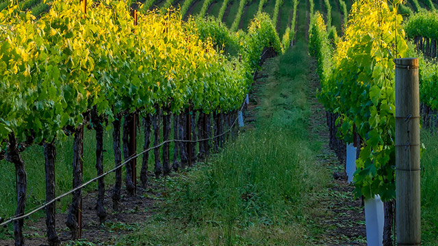 hss clara choice2v3 640x360