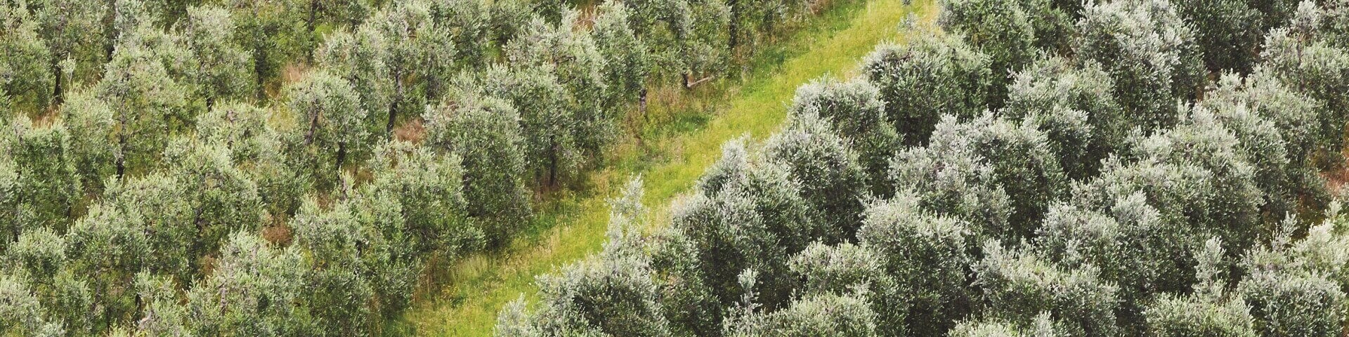 Olive farm 1920x480