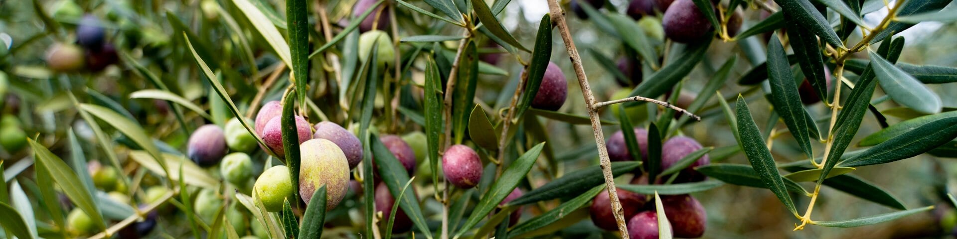 Sigma decanter for olive oil extraction
