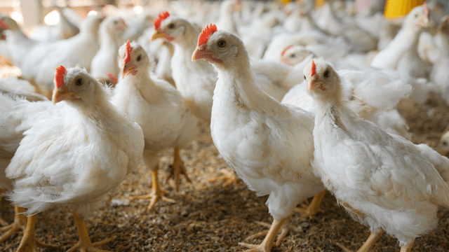 Chicken processing.png